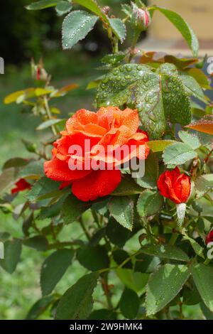 Eine orange Rose in einem Rosenstrauch mit Wassertropfen auf grünen Blättern Stockfoto