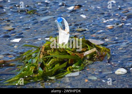 Originalkunst von mir. Dungeness Krabbenkralle aus grünem Algen mit blauem Marmor am Strand. Stockfoto