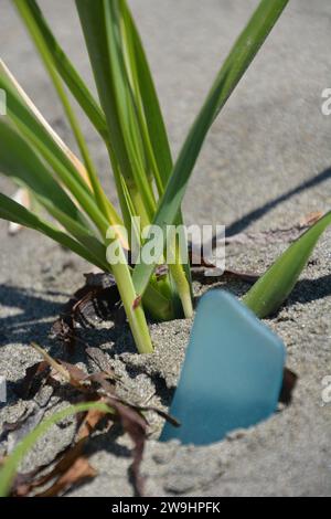 Originalkunst von mir. Meeresglas und Dünengras an einem Sandstrand. Stockfoto