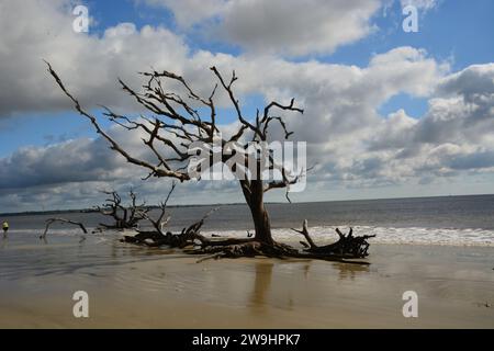 300 Jahre alte tote Bäume am Driftwood Beach, Jekyll Island, Georgia, USA Stockfoto