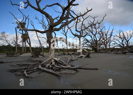 300 Jahre alte tote Bäume am Driftwood Beach, Jekyll Island, Georgia, USA Stockfoto