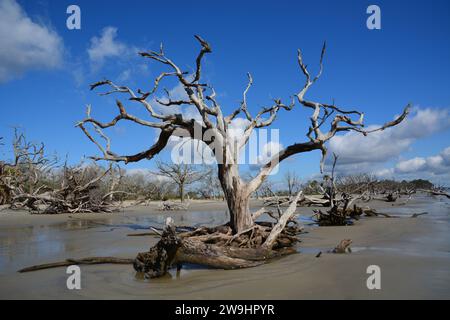 300 Jahre alte tote Bäume am Driftwood Beach, Jekyll Island, Georgia, USA Stockfoto