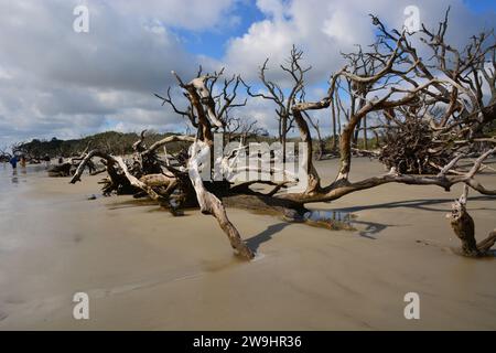 300 Jahre alte tote Bäume am Driftwood Beach, Jekyll Island, Georgia, USA Stockfoto