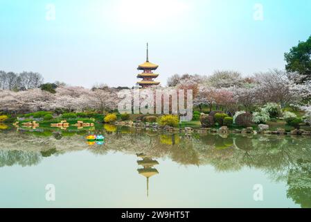 Die fünfstöckige Pagode, die Kirschblüten und der ruhige See sind wie ein Gemälde. East Lake Cherry Blossom Garden ist ein beliebter Ort für Blumenbewohner, Stockfoto