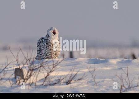 Schneeeule im Winter, die jagt Stockfoto