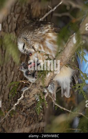 Nördliche Säge isst einen Lemming von einem Baumzweig Stockfoto
