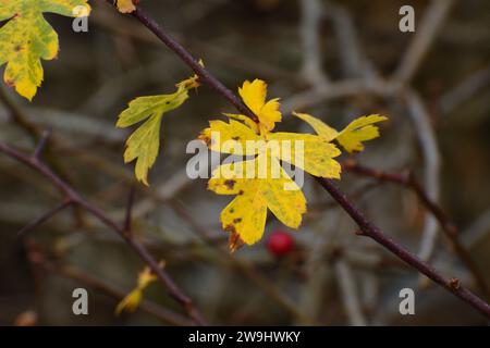 Weißdorn-Winterblatt mit roten Beeren Stockfoto