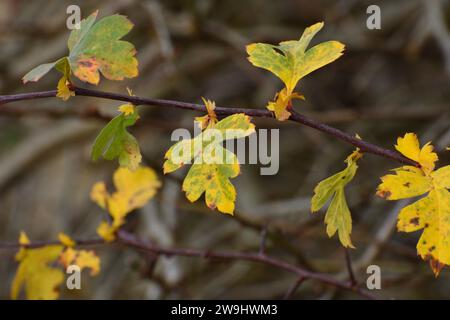 Weißdorn-Winterblatt mit roten Beeren Stockfoto