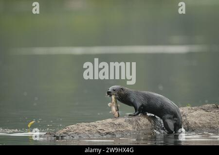 Der nordamerikanische Fluss Potter isst einen Fisch auf einem Felsen Stockfoto