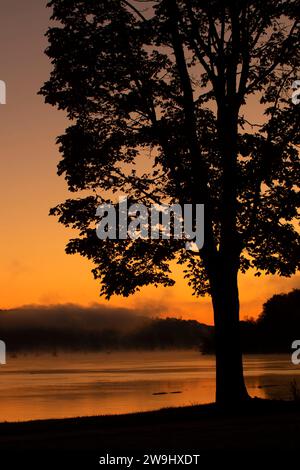 Baumsilhouette Sonnenaufgang, Middletown Lions Park, Middletown, Connecticut Stockfoto