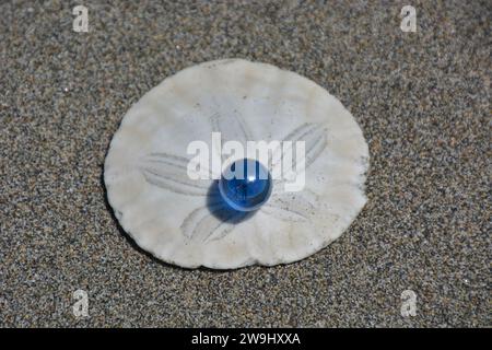 Originalkunst von mir. Weißer Sand Dollar mit blauem Marmor an einem Sandstrand. Stockfoto