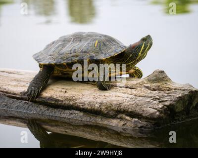 Die Rotohr-Schildkröte (Rotohr-Schieber oder Rotohr-Terrapin (Trachemys scripta elegans)) sitzt auf einem Baumstamm, der im See schwimmt Stockfoto