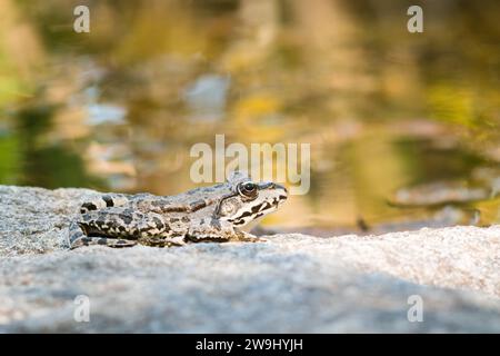 Ein Frosch sitzt auf einem großen, flachen Stein am Teich Stockfoto