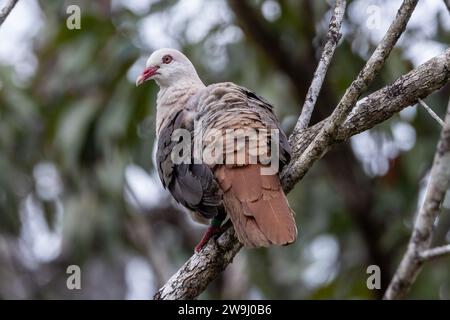 Pink Pigeon - Nesoenas mayeri - Columbidae - Erwachsener Vogel im Black River Gorge National Park auf Mauritius Stockfoto