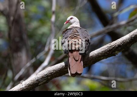 Pink Pigeon - Nesoenas mayeri - Columbidae - Erwachsener Vogel im Black River Gorge National Park auf Mauritius Stockfoto