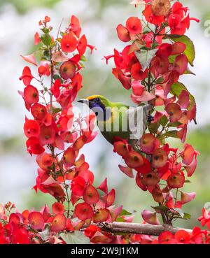 golden-fronted Leafbird (Chloropsis aurifrons) ist ein gebräuchlicher Züchter in Indien, Sri Lanka und Teilen Südostasiens. Stockfoto