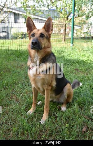 Hundeporträts eines deutschen Schäferhundes Stockfoto