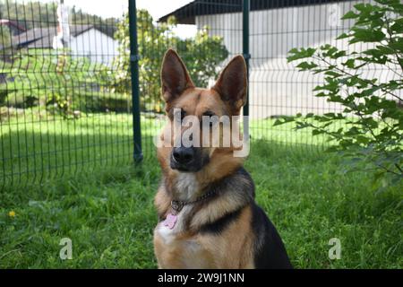 Hundeporträts eines deutschen Schäferhundes Stockfoto