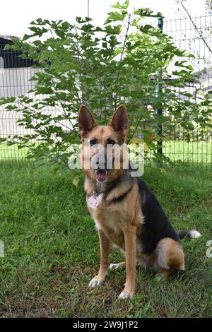 Hundeporträts eines deutschen Schäferhundes Stockfoto