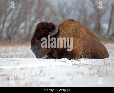 American Bison ruht sich an einem Wintertag aus Stockfoto