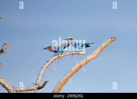 Lilac-breasted roller Stockfoto