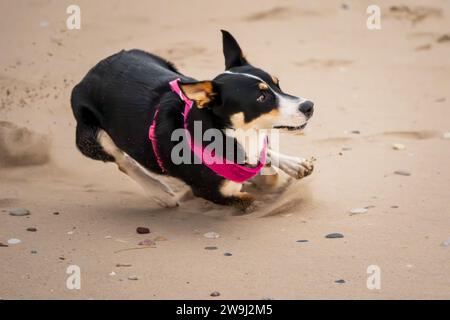 Der Border Collie ist eine britische Rasse von Hirtenhunden vom Typ Collie mittlerer Größe. Diese Hunderasse ist sehr aktiv und braucht viel Ausflugsmöglichkeiten. Stockfoto