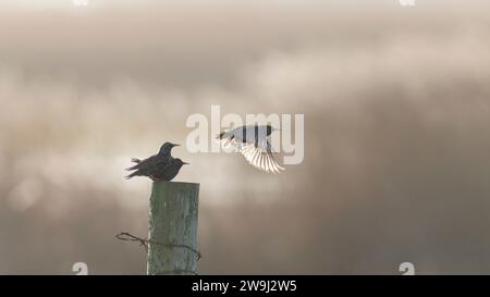 Sturnus vulgaris auf Holzpfahl stehend, einer fliegt mit den Flügeln nach unten . Gegen das Licht. Stockfoto