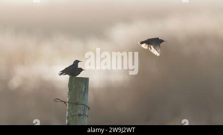 Sturnus vulgaris auf Holzpfahl stehend, einer fliegt mit den Flügeln nach unten . Gegen das Licht. Stockfoto