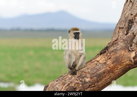 Vervet Monkey (wissenschaftlicher Name: Cercopthecus aethiops oder Tumbiili in Swaheli), in Tarangire, Nationalpark, Tansania Stockfoto