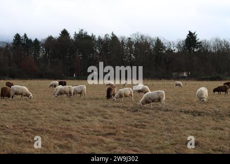 Schafe, die im Winter auf einer Weide weiden Stockfoto