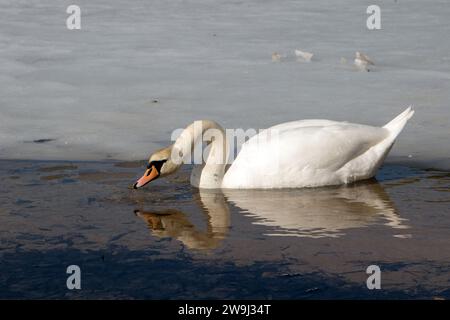 Ein Foto der Tierwelt zeigt die ruhige Schönheit eines Schwans, der anmutig auf einem ruhigen See schwimmt. Die Reflexion des Vogels trägt zur malerischen Landschaft bei Stockfoto