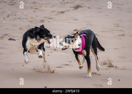 Der Border Collie ist eine britische Rasse von Hirtenhunden vom Typ Collie mittlerer Größe. Diese Hunderasse ist sehr aktiv und braucht viel Ausflugsmöglichkeiten. Stockfoto