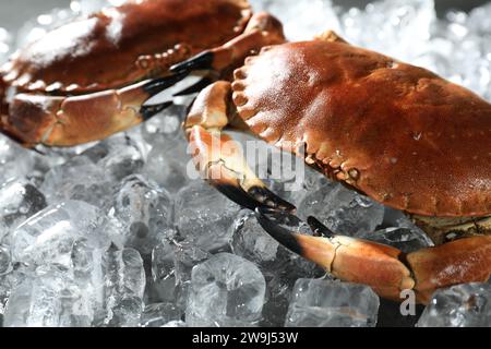 Leckere gekochte Krabben auf Eiswürfeln, Nahaufnahme Stockfoto