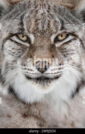 Eine Nahaufnahme eines Luchses, der in die Kamera schaut, Portait, Vollbild, vertikal Stockfoto