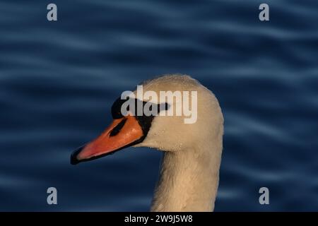 Cygnus olor stumme Schwäne Stockfoto