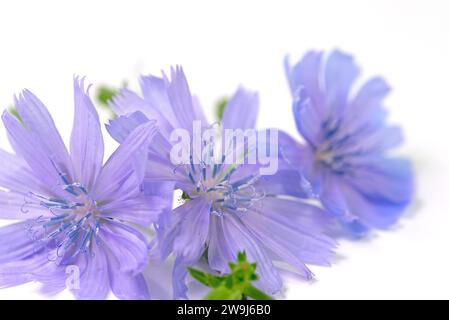 Chicorée, Cichorium intybus, vor weißem Hintergrund Stockfoto