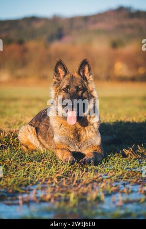 Arbeitslinie Deutscher Schäferhund (Elsässer) Stockfoto