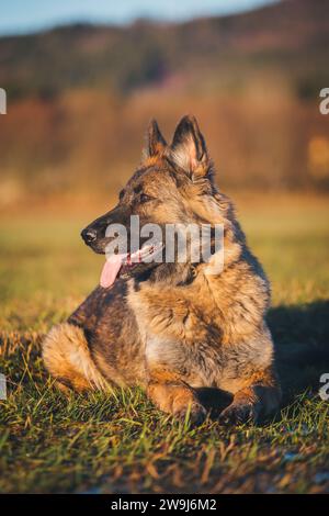 Arbeitslinie Deutscher Schäferhund (Elsässer) Stockfoto