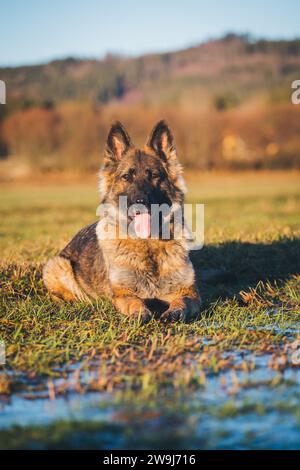 Arbeitslinie Deutscher Schäferhund (Elsässer) Stockfoto