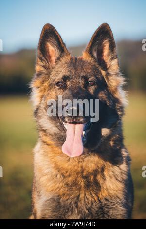 Arbeitslinie Deutscher Schäferhund (Elsässer) Stockfoto