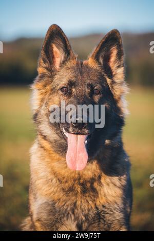 Arbeitslinie Deutscher Schäferhund (Elsässer) Stockfoto