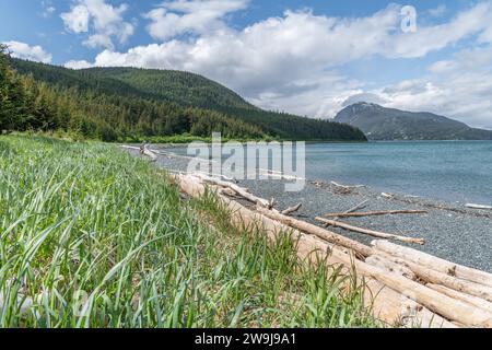 Treibholz am Strand im Chilkat State Park, Haines, Alaska, USA Stockfoto