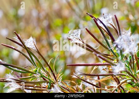 Große Weidenweide (epilobium hirsutum), Nahaufnahme, die die langen, schlanken Samenkörner der Pflanze zeigt, während sie sich aufspalten, um die Samen darin freizusetzen. Stockfoto