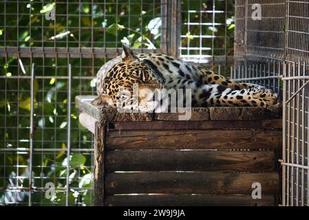 Ein gefangener jaguar schläft in einem Käfig in einem Zoo Stockfoto