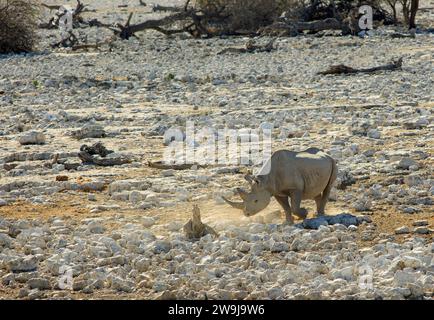 Ein seltenes Schwarzes Nashorn, das über das trockene, felsige Gelände in Richtung eines Wasserlochs in Namibia spaziert. Diese sind durch Wilderei kritisch gefährdet. Etosha, Stockfoto