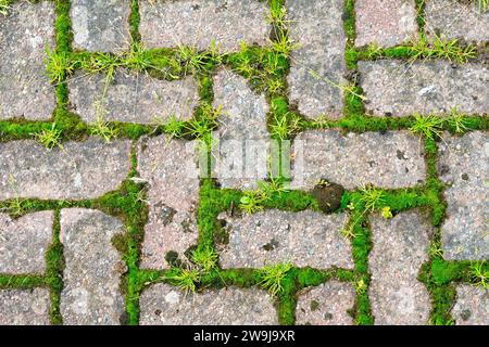 Nahaufnahme eines Abschnitts aus Monoblock-Pflaster, der für eine Zeitlang unbeaufsichtigt blieb, mit Moosen und Gräsern, die jetzt in den Rissen zwischen den Ziegeln wachsen. Stockfoto