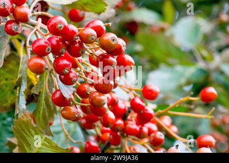 Weißbalken oder Weißbalken (sorbus aria), Nahaufnahme der Beeren oder Früchte, die im frühen Herbst auf dem Baum Reifen. Stockfoto