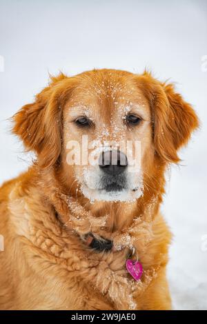Ein Porträt einer 5-jährigen Golden Retriever, die auf die Kamera blickt, die im frisch gefallenen Schnee in ihrem Hinterhof liegt. Stockfoto