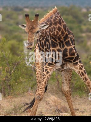 Tiere trinken Wasser aus einem Wasserloch in der Trockenheit und Dürre; große Langhalsgiraffe beugt sich nach unten, um Wasser zu trinken und hebt den Kopf nach oben Stockfoto