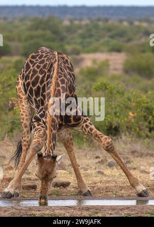 Tiere trinken Wasser aus einem Wasserloch in der Trockenheit und Dürre; große Langhalsgiraffe beugt sich nach unten, um Wasser zu trinken und hebt den Kopf nach oben Stockfoto